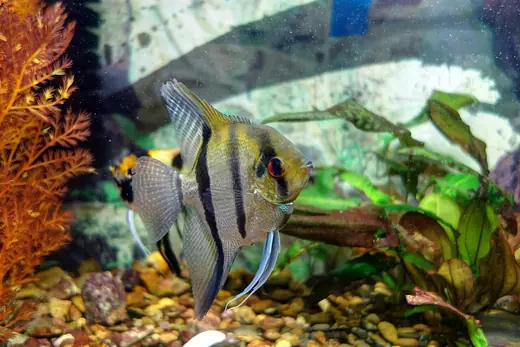 Freshwater angelfish, photo 1 of 3