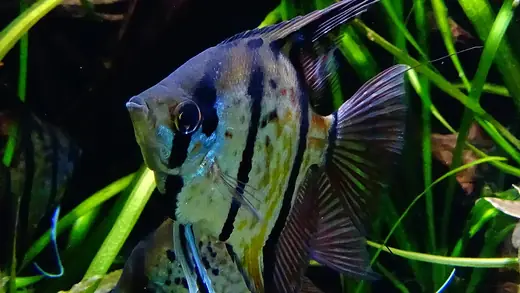 Freshwater angelfish, photo 2 of 3