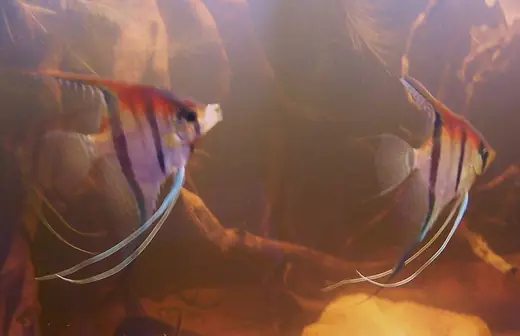 Freshwater angelfish, photo 3 of 3