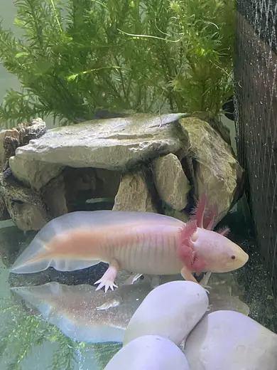 Axolotl, photo 1 of 3