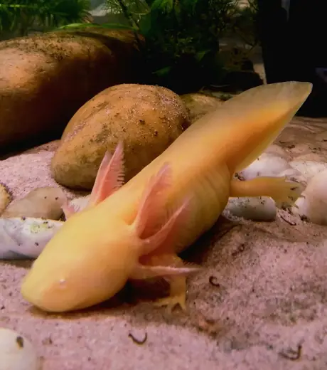 Axolotl, photo 2 of 3