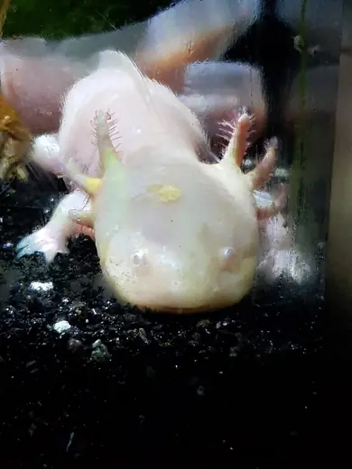 Axolotl, photo 3 of 3