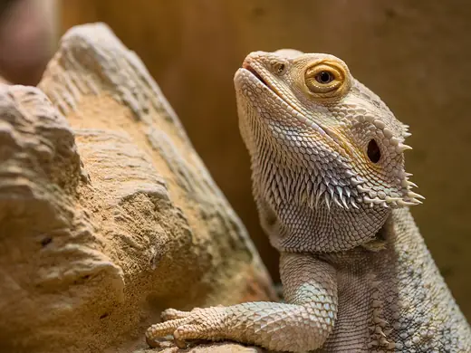 Bearded dragon, photo 1 of 3