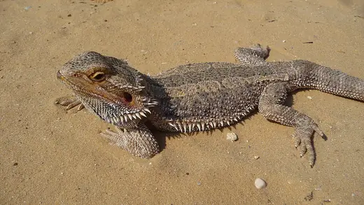 Bearded dragon, photo 2 of 3
