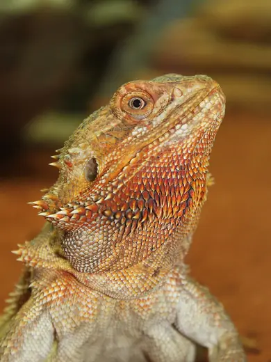 Bearded dragon, photo 3 of 3