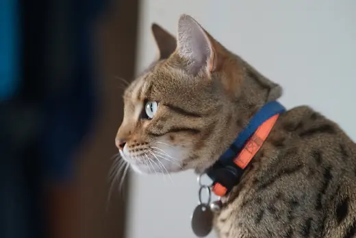 Bengal, photo 1 of 3