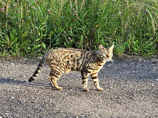 Bengal, photo 2 of 3