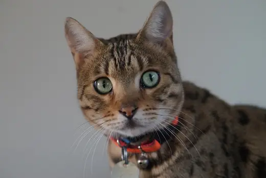 Bengal, photo 3 of 3