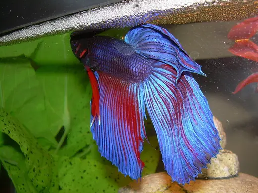 Siamese fighting fish, photo 1 of 3