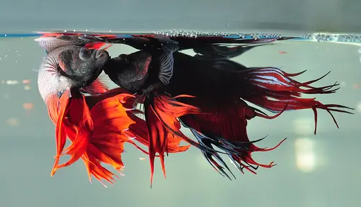 Siamese fighting fish, photo 2 of 3
