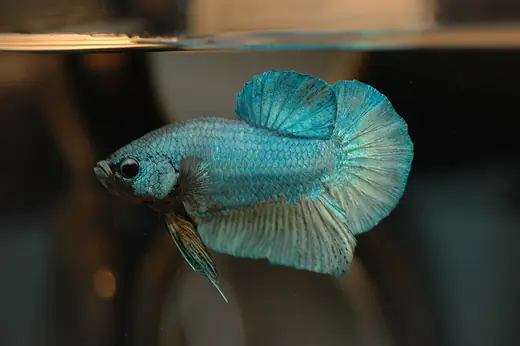 Siamese fighting fish, photo 3 of 3