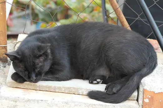 Black cat, photo 1 of 3