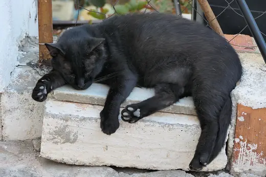 Black cat, photo 2 of 3