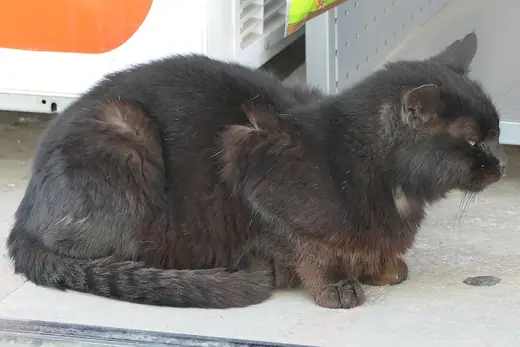 Black cat, photo 3 of 3
