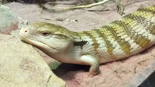 Blue-tongued skink, photo 1 of 3