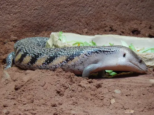 Blue-tongued skink, photo 2 of 3