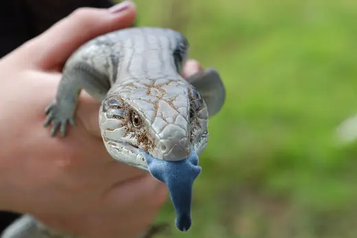 Blue-tongued skink, photo 3 of 3