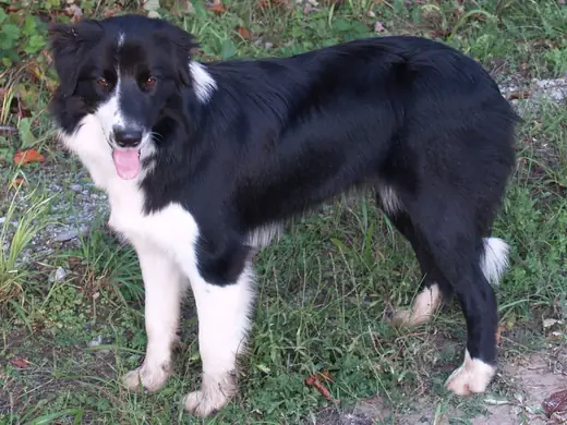 Border collie, photo 1 of 3