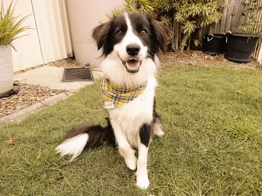 Border collie, photo 2 of 3