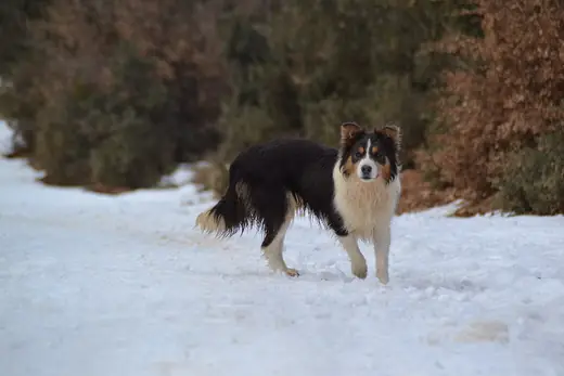 Border collie, photo 3 of 3