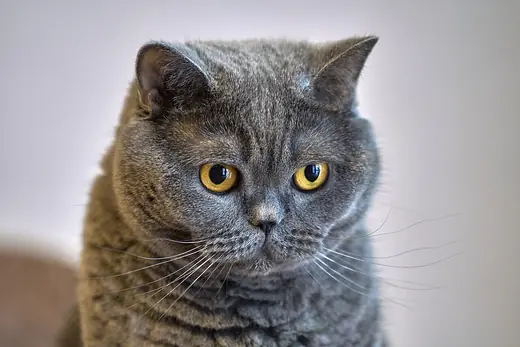 British shorthair, photo 1 of 3