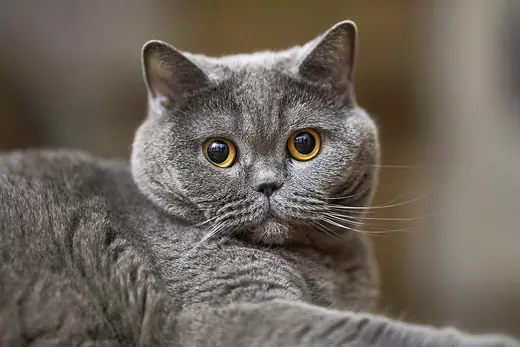 British shorthair, photo 2 of 3