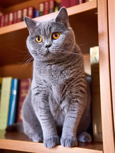 British shorthair, photo 3 of 3