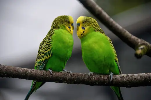 Budgerigar, photo 1 of 3