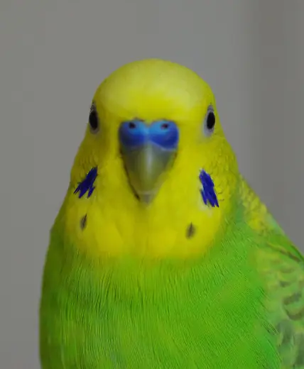 Budgerigar, photo 2 of 3