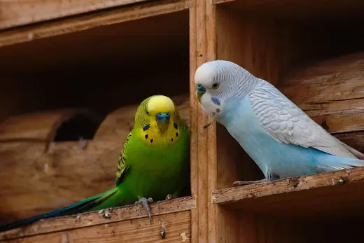 Budgerigar, photo 3 of 3