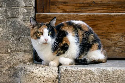 Calico cat, photo 1 of 3