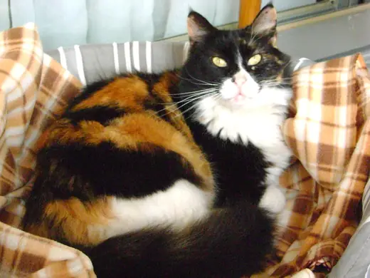 Calico cat, photo 2 of 3
