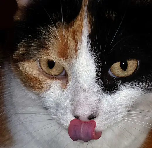 Calico cat, photo 3 of 3
