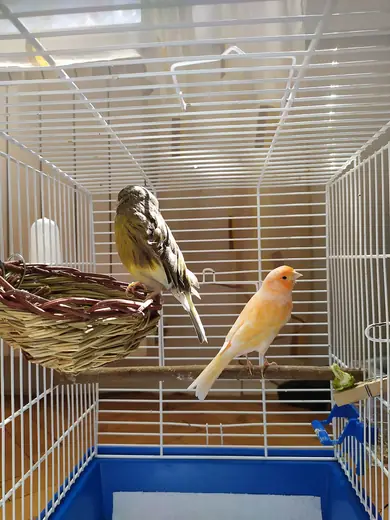 Canary, photo 1 of 3