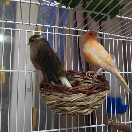 Canary, photo 2 of 3