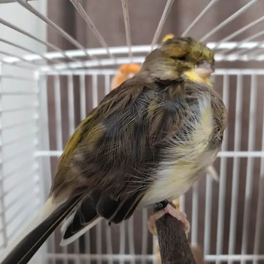 Canary, photo 3 of 3