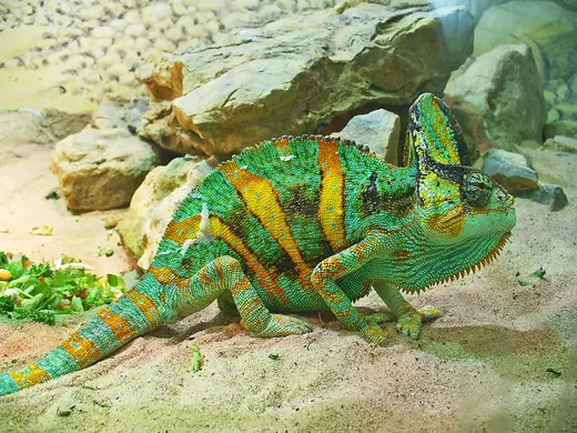 Veiled chameleon, photo 1 of 3