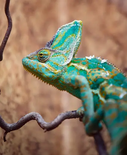 Veiled chameleon, photo 2 of 3