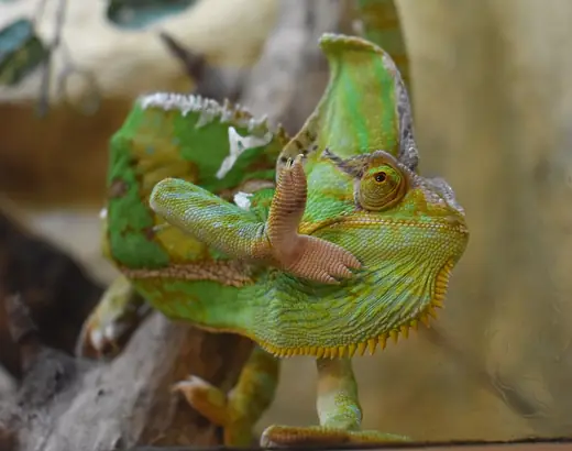 Veiled chameleon, photo 3 of 3