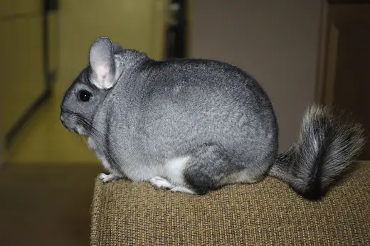 Chinchilla, photo 1 of 3