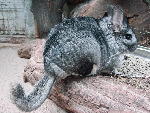Chinchilla, photo 2 of 3