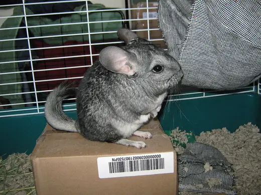 Chinchilla, photo 3 of 3