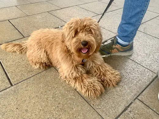 Cockapoo, photo 1 of 3