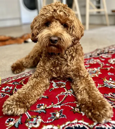 Cockapoo, photo 2 of 3