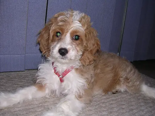 Cockapoo, photo 3 of 3