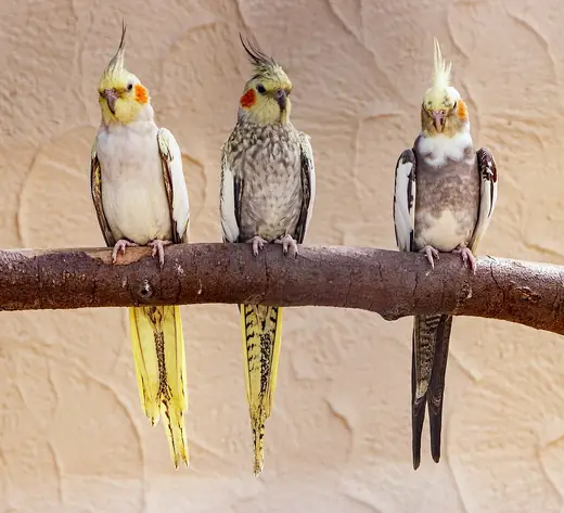 Cockatiel, photo 1 of 3
