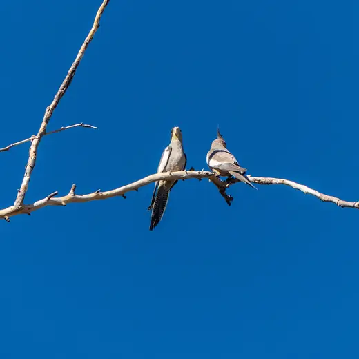 Cockatiel, photo 2 of 3