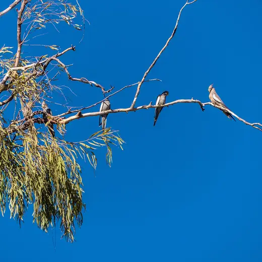Cockatiel, photo 3 of 3
