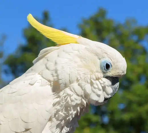 Sulphur-crested cockatoo, photo 1 of 3