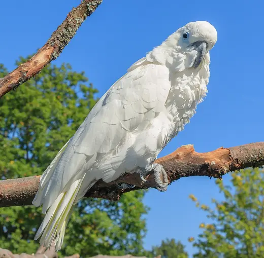 Sulphur-crested cockatoo, photo 2 of 3